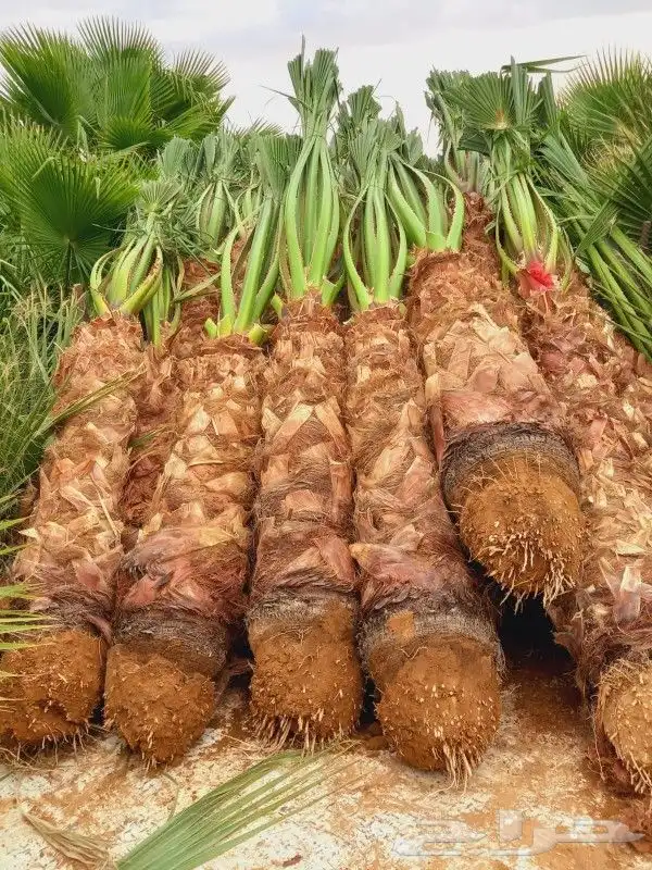 نخل عربي وشطني أمريكي زينه 0