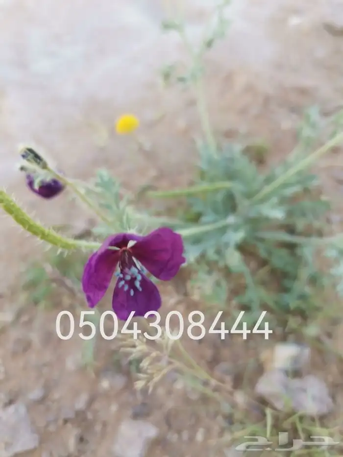 بذور البختري لعشاق التميز 0