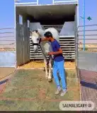 اعلان عربة نقل مشترك خيل 0