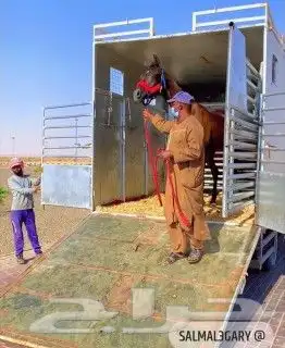 اعلان عربة نقل مشترك خيل 3