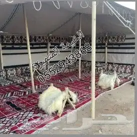 بيوت شعر تركية ابيض 4