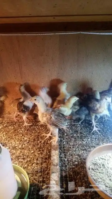 صوص دجاج عربي للبيع 0