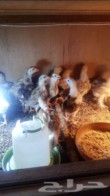 صوص دجاج عربي للبيع 1