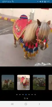 استأجر خيول وجمال زينه وسياسي وحناطير 1