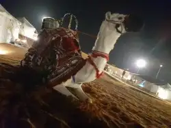 استأجر خيول وجمال زينه وسياسي وحناطير 6