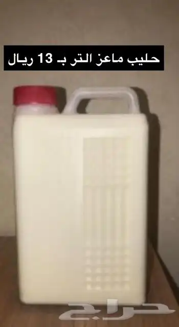 حليب غنم وسمن برى 7