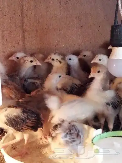 صوص دجاج عربي للبيع 2