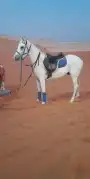 استأجر خيول وجمال زينه وسياسي وحناطير 5