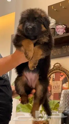 متاح اقوي ذكر و انثي شو لاين (بيديجري) 1