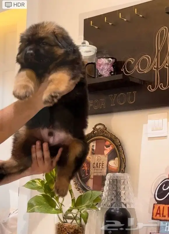 متاح اقوي ذكر و انثي شو لاين (بيديجري) 11