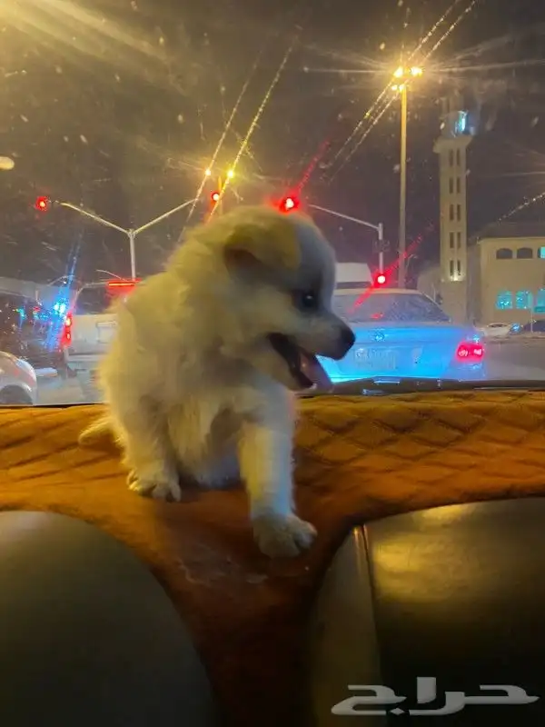 للمستويات ابفاخره بومرنال مني للتيني 4