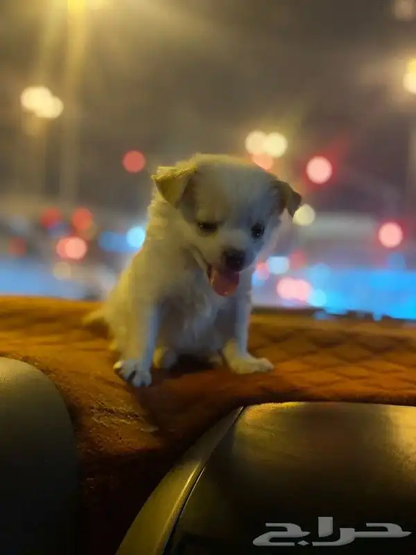 للمستويات ابفاخره بومرنال مني للتيني 6