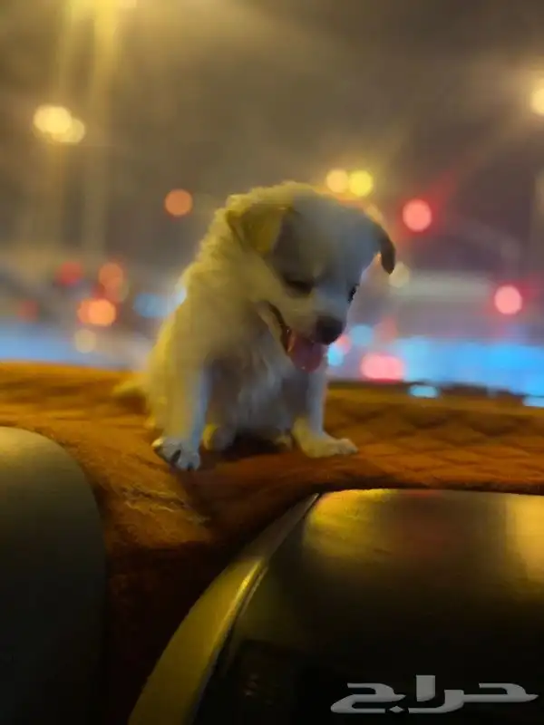 للمستويات ابفاخره بومرنال مني للتيني 5