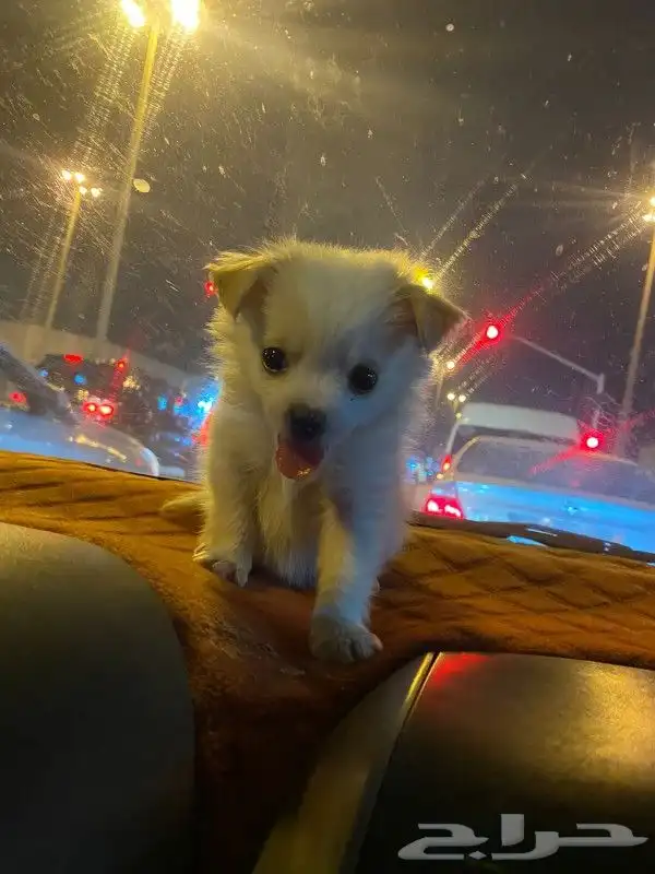 للمستويات ابفاخره بومرنال مني للتيني 0