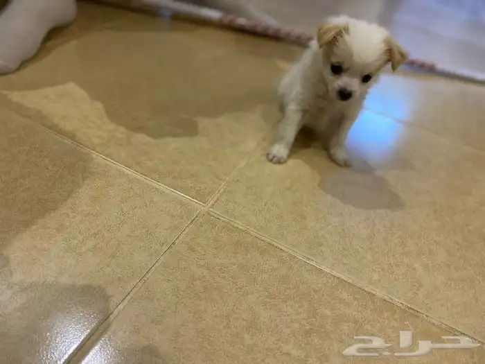 للمستويات ابفاخره بومرنال مني للتيني 2