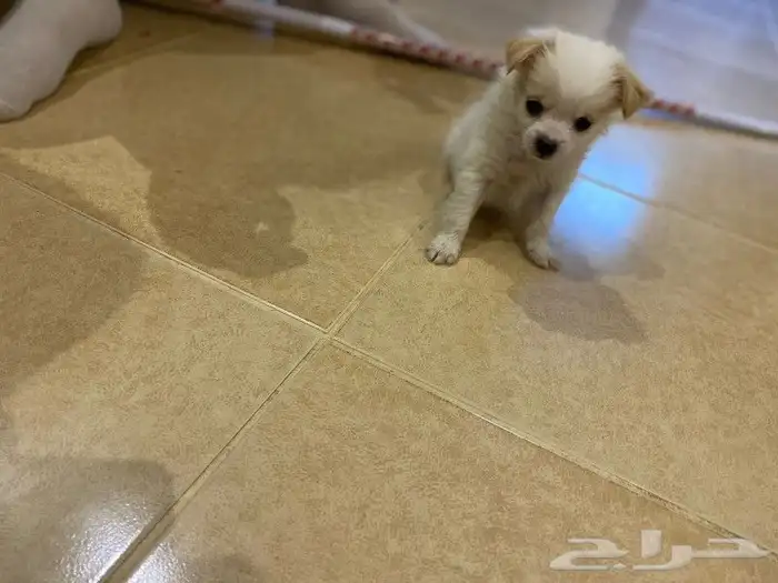 للمستويات ابفاخره بومرنال مني للتيني 1