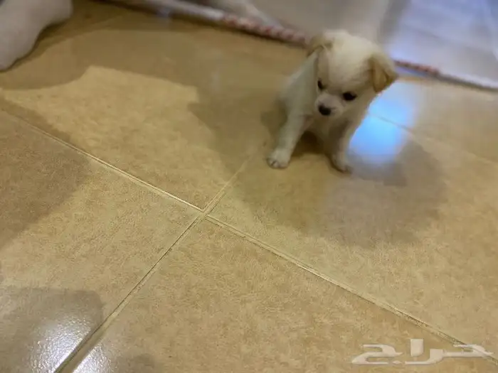 للمستويات ابفاخره بومرنال مني للتيني 3