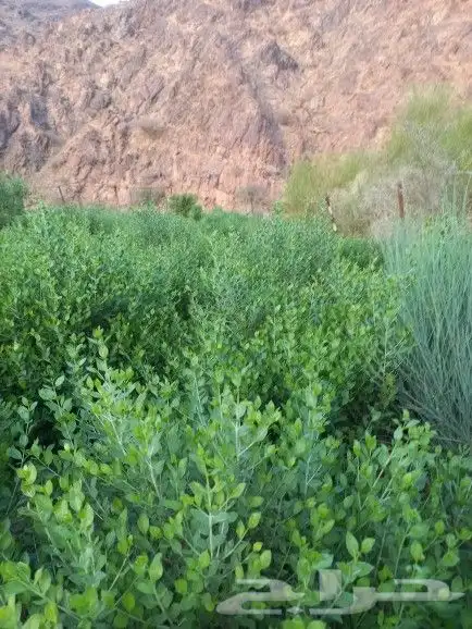 حناء ضواحي ينبع منطقة المدينه 7