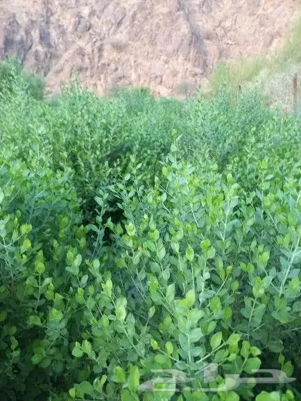 حناء ضواحي ينبع منطقة المدينه 8