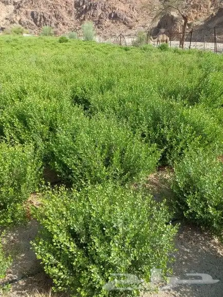 حناء ضواحي ينبع منطقة المدينه 6