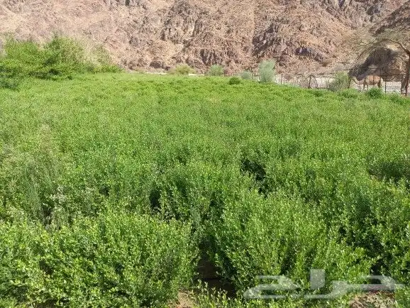حناء ضواحي ينبع منطقة المدينه 9