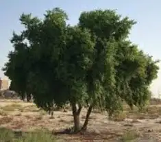 سدر يمني ناعم مطحون الكيس10 كيلو رائحة زكية 1