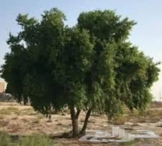 سدر يمني ناعم مطحون الكيس10 كيلو رائحة زكية 0