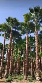 مشاتل اشجار ونخل عربي وواشنطني وتركيب شبوك 8