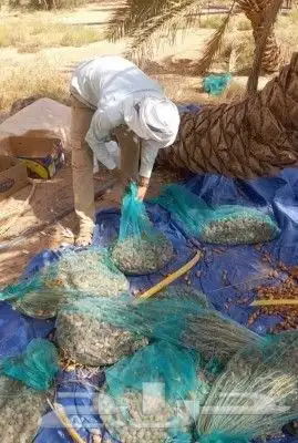 مشاتل اشجار ونخل عربي وواشنطني وتركيب شبوك 5