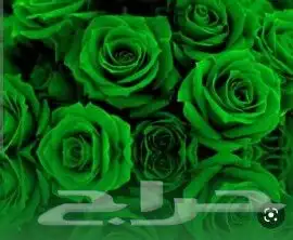 ورد اليوم الوطني ورد اخضر جمله تجزئه باقات توزيعات 1