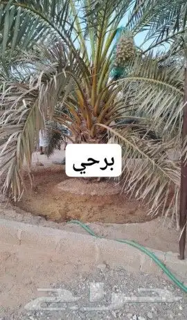 مشاتل اشجار ونخل عربي وواشنطني وتركيب شبوك 1