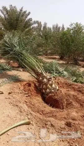 مشاتل اشجار ونخل عربي وواشنطني وتركيب شبوك 0