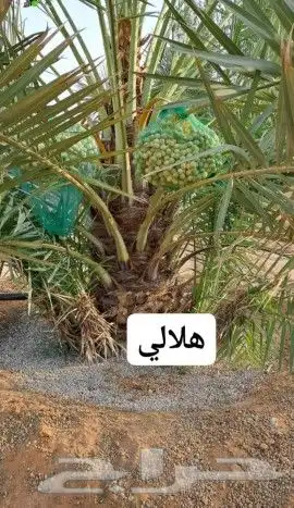 مشاتل اشجار ونخل عربي وواشنطني وتركيب شبوك 4