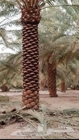مشاتل اشجار ونخل عربي وواشنطني وتركيب شبوك 2