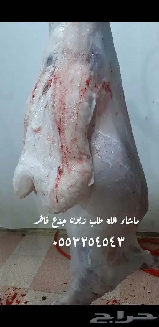 ذبايح ذبائح 9