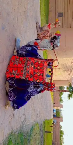 اجار جمال خيول رحول ركبي 3