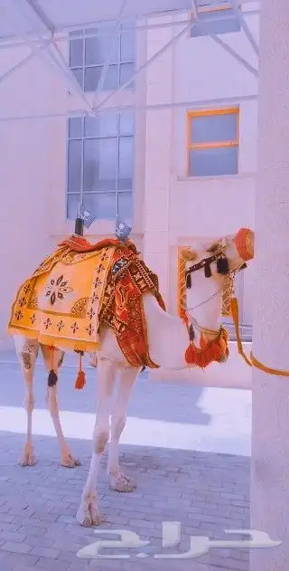 اجار جمال خيول رحول ركبي 0