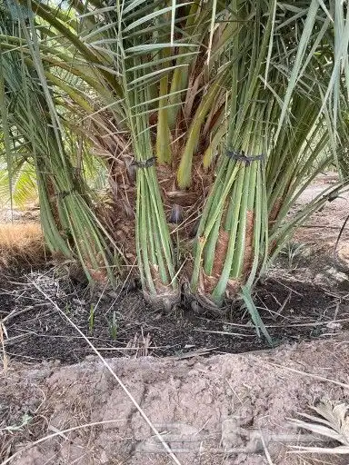 زراعه نخيل 9