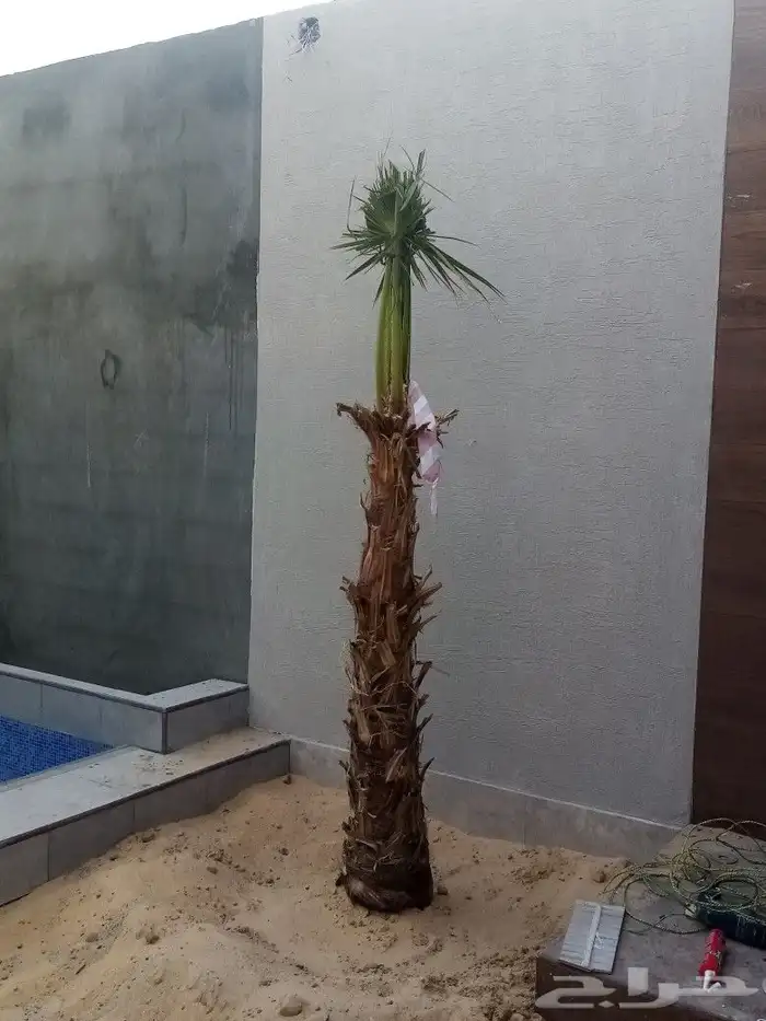 زراعه نخيل 8