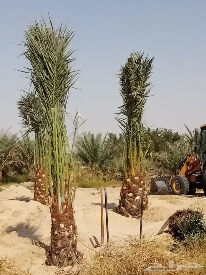 زراعه نخيل 6