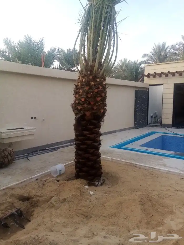 زراعه نخيل 0