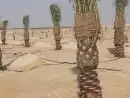 زراعه نخيل 8