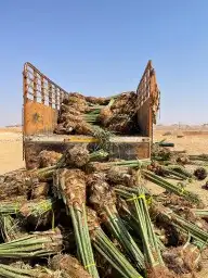 زراعه نخيل 3