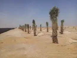 زراعه نخيل 9