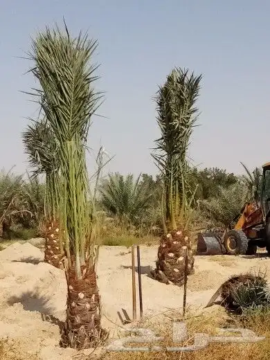 زراعه نخيل 2