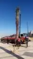 زراعه نخيل 5
