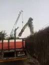 زراعه نخيل 6