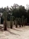 زراعه نخيل 4
