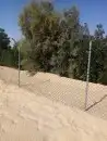 زراعه نخيل 1