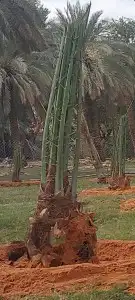 توريد فسايل نخل خلاص وبرحي سكري 3